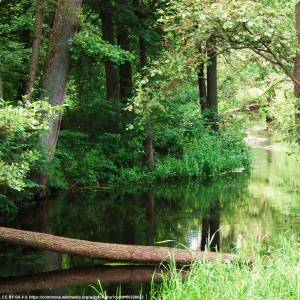 Bory Tucholskie - bory tucholskie 14