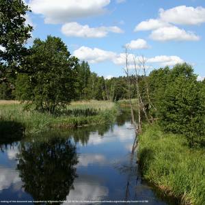 Bory Tucholskie - bory tucholskie 18