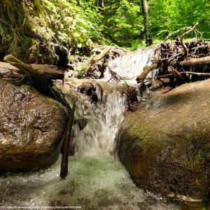 Bory Tucholskie - bory tucholskie 2