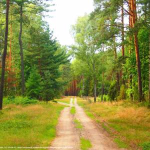 Bory Tucholskie - bory tucholskie 4