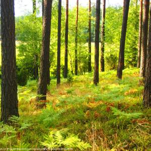 Bory Tucholskie - bory tucholskie 5