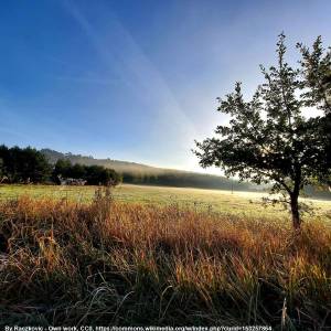 Bory Tucholskie - bory tucholskie 7