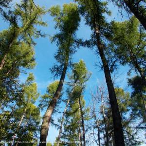 Szlak Czarny Świętokrzyskiego Parku Narodowego - chelmowa gora swietokrzyskie modrzew polski