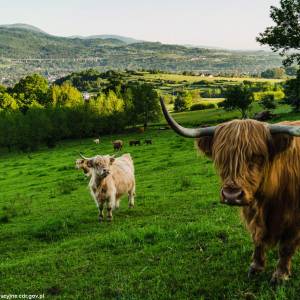Gospodarstwo naturalne Sopki Stopki w Cięcinie - gospodarstwo naturalne sopki stopki w ciecinie 3