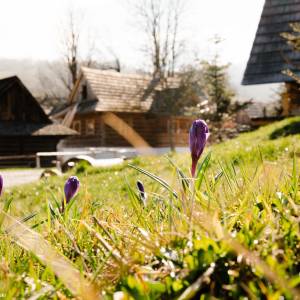 Gospodarstwo naturalne Sopki Stopki w Cięcinie - gospodarstwo naturalne sopki stopki w ciecinie 5
