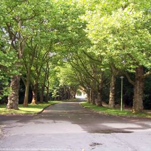 Cmentarz Centralny w Szczecinie - cmentarz centralny w szczecinie 14