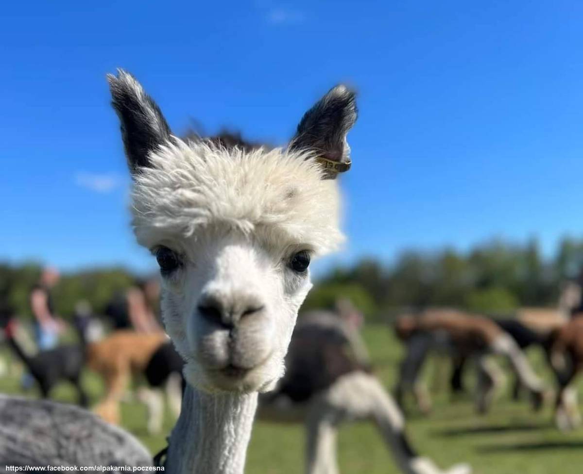 Alpakarnia - Mini Zoo w Poczesnej - alpakarnia poczesna mini zoo 