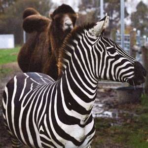 Alpakarnia - Mini Zoo w Poczesnej - alpakarnia mini zoo w poczesnej 1