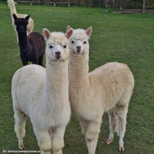 Alpakarnia - Mini Zoo w Poczesnej - alpakarnia mini zoo w poczesnej 10