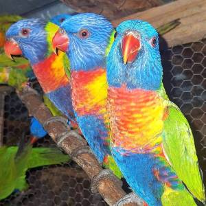 Alpakarnia - Mini Zoo w Poczesnej - alpakarnia mini zoo w poczesnej 3