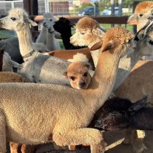 Alpakarnia - Mini Zoo w Poczesnej - alpakarnia mini zoo w poczesnej 6