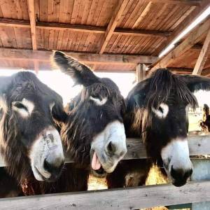 Alpakarnia - Mini Zoo w Poczesnej - alpakarnia mini zoo w poczesnej 7