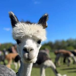 Alpakarnia - Mini Zoo w Poczesnej - alpakarnia poczesna mini zoo 