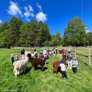 Alpaki z Jury - alpaki z jury 1