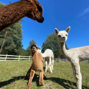 Alpaki z Jury - alpaki z jury 10