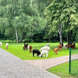 Alpaki z Jury - alpaki z jury 11