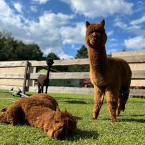 Alpaki z Jury - alpaki z jury 12