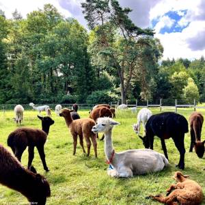 Alpaki z Jury - alpaki z jury 16