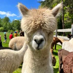 Alpaki z Jury - alpaki z jury 2