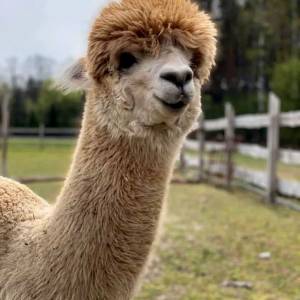 Alpaki z Jury - alpaki z jury 4