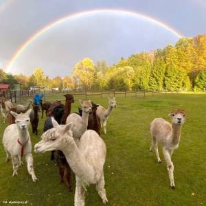 Alpaki z Jury - alpaki z jury 6