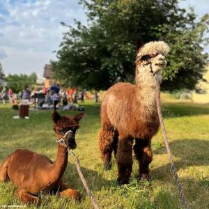 Alpaki z Jury - alpaki z jury 7