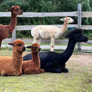 Alpaki z Jury - alpaki z jury 8