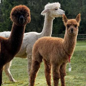 Alpaki z Jury - alpaki z jury 9