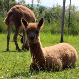 Alpakia Górki Małe - alpakia gorki male 1
