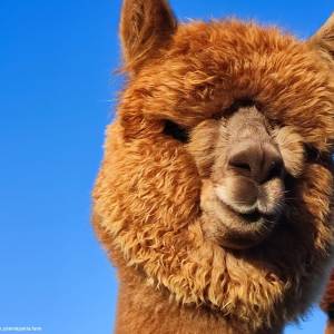 Alpakia Górki Małe - alpakia gorki male 2