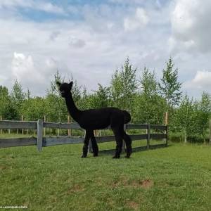 Alpakia Górki Małe - alpakia gorki male 3