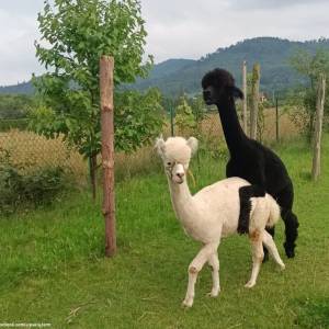 Alpakia Górki Małe - alpakia gorki male 4