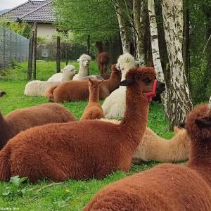 Alpakia Górki Małe - alpakia gorki male 5