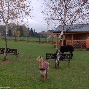 Alpakia Górki Małe - alpakia gorki male 6