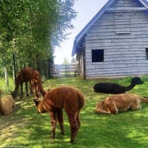 Alpakia Górki Małe - alpakia gorki male 7