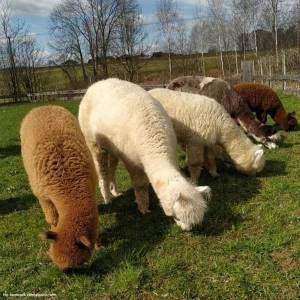 Alpakia Górki Małe - alpakia gorki male 8