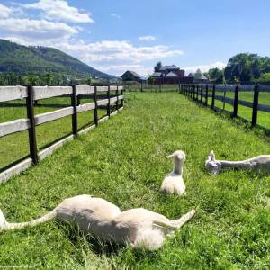 Alpakia Górki Małe - alpakia gorki male 9