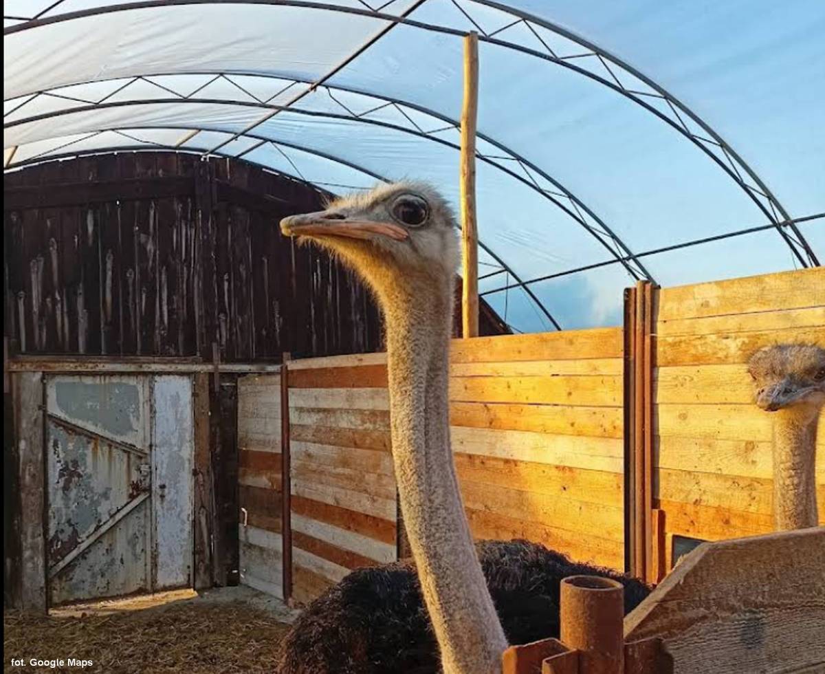 Ferma Strusi Afrykańskich w Kiełkowicach - ferma strusi afrykanskich w kielkowicach 2