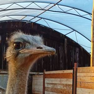 Ferma Strusi Afrykańskich w Kiełkowicach - ferma strusi afrykanskich w kielkowicach 1