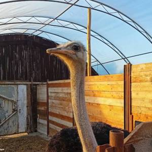 Ferma Strusi Afrykańskich w Kiełkowicach - ferma strusi afrykanskich w kielkowicach 2