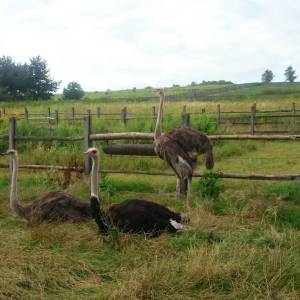 Ferma Strusi Afrykańskich w Kiełkowicach - ferma strusi afrykanskich w kielkowicach 3