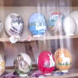 Ferma Strusi Afrykańskich w Kiełkowicach - ferma strusi afrykanskich w kielkowicach 4