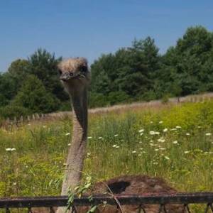 Ferma Strusi Afrykańskich w Kiełkowicach - ferma strusi afrykanskich w kielkowicach 6