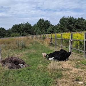 Ferma Strusi Afrykańskich w Kiełkowicach - ferma strusi afrykanskich w kielkowicach 7