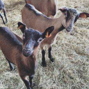 Jurajski Koziołek PARK - jurajski koziolek park 10