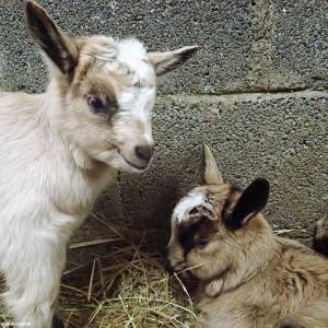 Jurajski Koziołek PARK - jurajski koziolek park 9