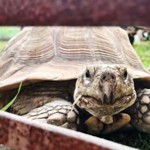 Gospodarstwo Rolno-Agroturystyczne Ranczo Natii - gospodarstwo rolno agroturystyczne ranczo natii 1