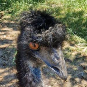 Gospodarstwo Rolno-Agroturystyczne Ranczo Natii - gospodarstwo rolno agroturystyczne ranczo natii 10