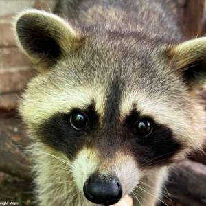 Gospodarstwo Rolno-Agroturystyczne Ranczo Natii - gospodarstwo rolno agroturystyczne ranczo natii 11