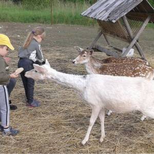 Gospodarstwo Rolno-Agroturystyczne Ranczo Natii - gospodarstwo rolno agroturystyczne ranczo natii 5